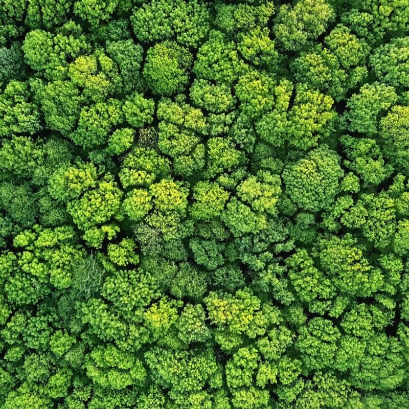 green forest