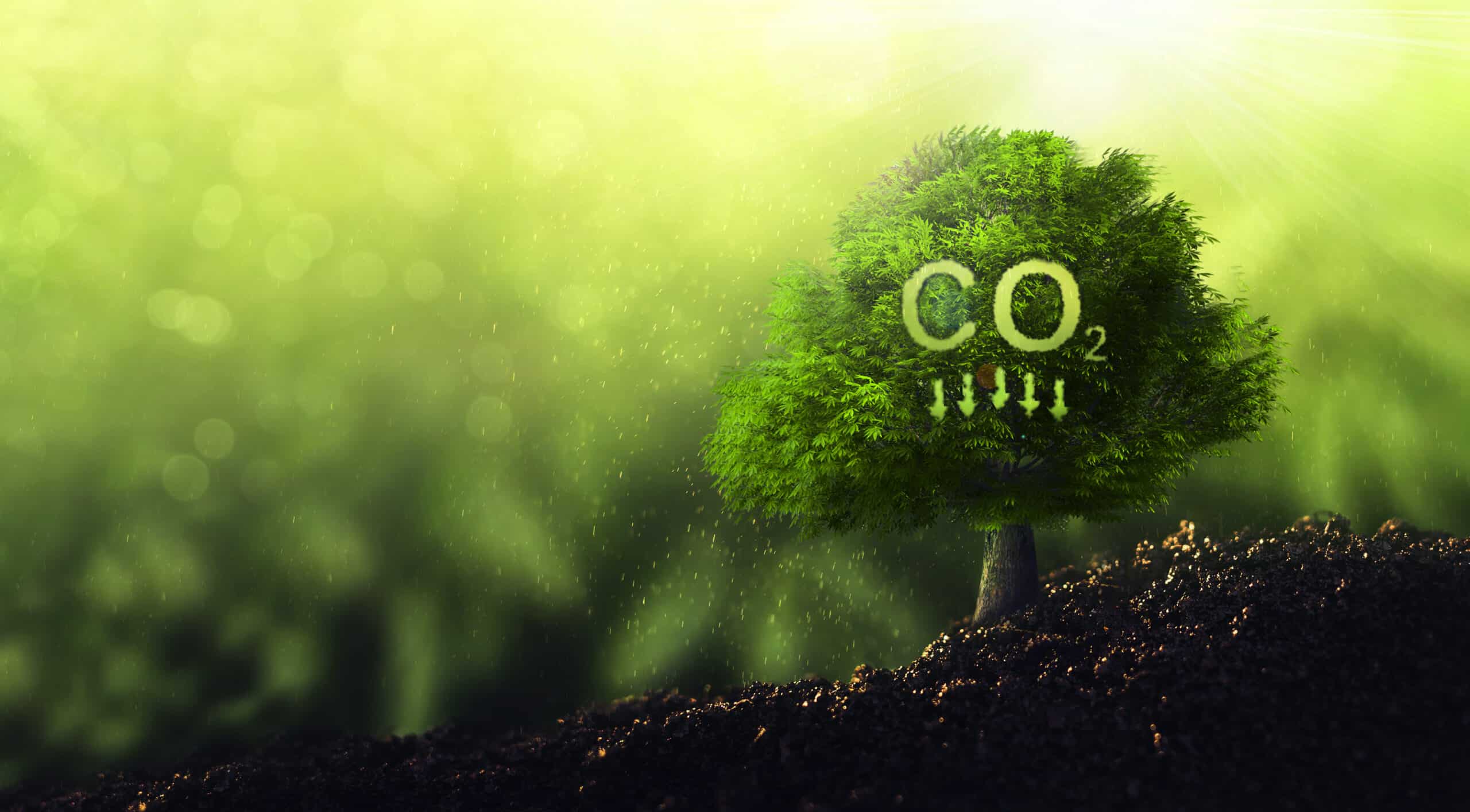 Decarbonizzazione energetica: guida pratica per le aziende